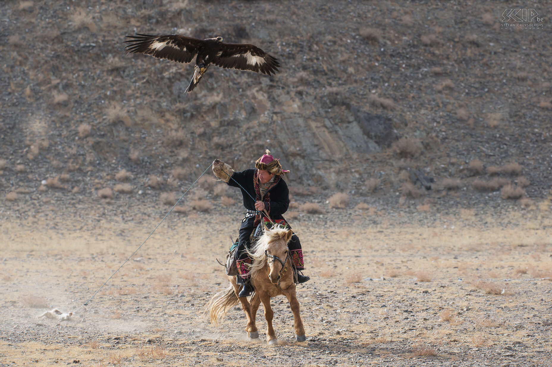 Ulgii - Golden Eagle Festival - Shyrga tartu Tijdens één van de wedstrijden, ‘shyrga tartu’ genoemd, wordt elke steenarend vrijgelaten vanaf de top van de berg en moet de vogel een konijnenvacht die achter het paard wordt gesleept zo snel mogelijk trachten te vangen. De adelaar en de jager communiceren en roepen naar elkaar. Als het goed gaat, geeft het publiek een groot applaus, maar als de adelaar aarzelt of mist, klinkt er soms ook hoongelach. Stefan Cruysberghs